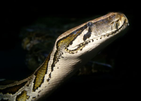 Burmese Python